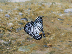 Graphium delessertii