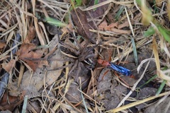 Tachypompilus ferrugineus