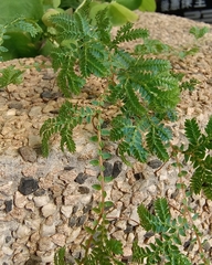 Selaginella uncinata