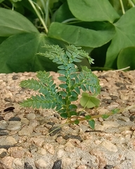 Selaginella uncinata