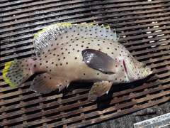 Chromileptes altivelis