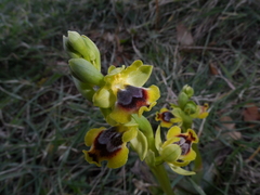 Ophrys lutea galilaea