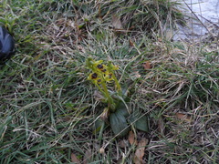 Ophrys lutea galilaea