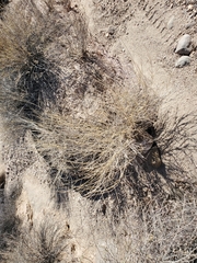 Hilaria rigida