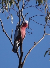 Eolophus roseicapilla albiceps
