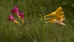Freesia refracta