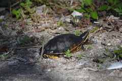 Deirochelys reticularia chrysea