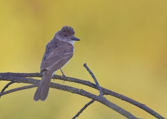 Myiarchus ferox
