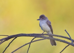 Myiarchus ferox