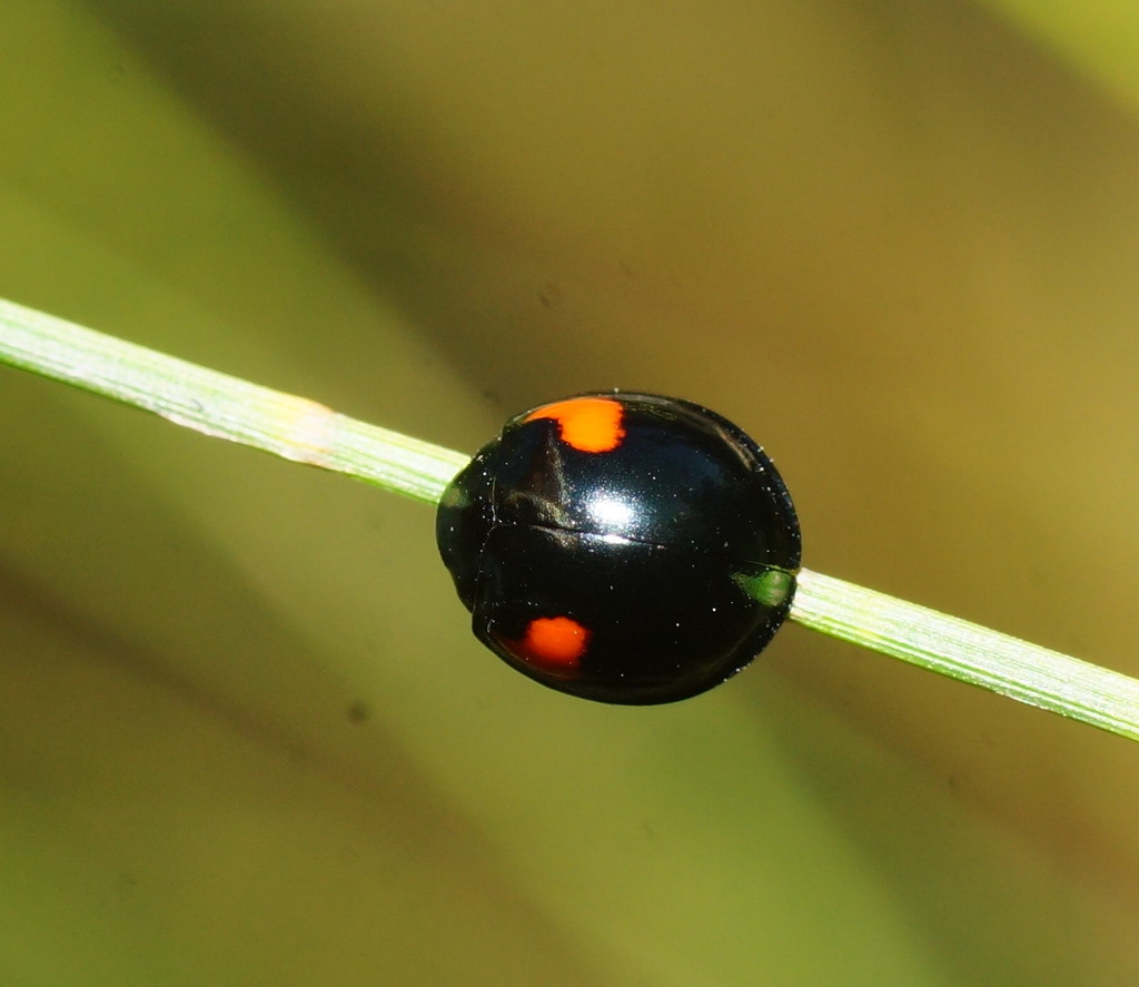 Orcus bilunulatus