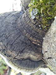 Phellinus alni