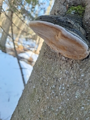 Phellinus alni
