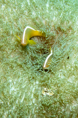 Amphiprion sandaracinos