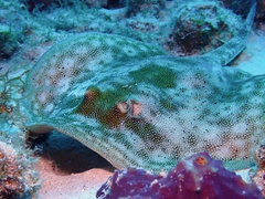 Urobatis jamaicensis