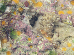 Spurilla braziliana