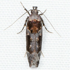 Telphusa sedulitella