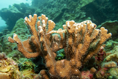 Corythoichthys haematopterus