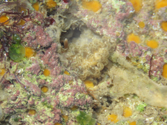 Spurilla braziliana