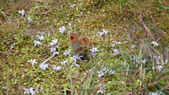 Argyrophenga antipodum