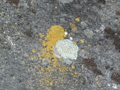 Candelariella rosulans