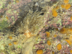 Spurilla braziliana