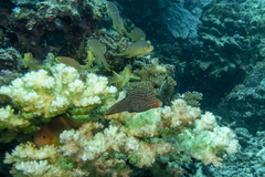 Canthigaster papua