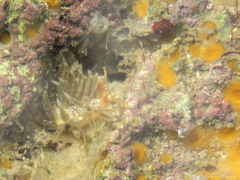 Spurilla braziliana