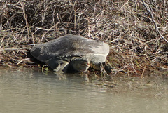 Apalone spinifera pallida