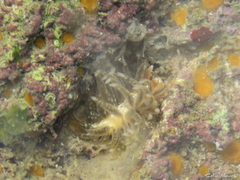 Spurilla braziliana
