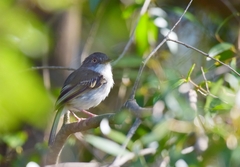 Hemitriccus margaritaceiventer