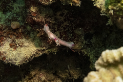 Hypselodoris bullockii