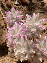 Ptilotus manglesii