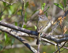 Hemitriccus margaritaceiventer