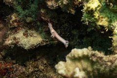 Hypselodoris bullockii
