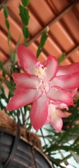 Schlumbergera truncata