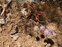 Ptilotus manglesii