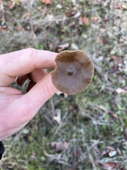 Entoloma vernum