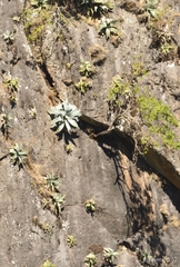 Agave pedunculifera