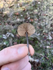 Entoloma vernum