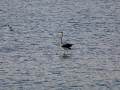 Ardea cinerea