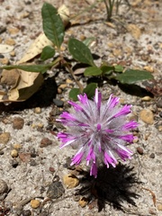 Ptilotus manglesii