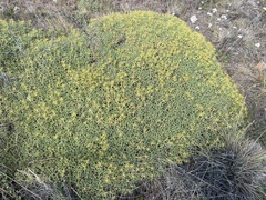 Azorella