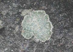 Protoparmeliopsis muralis