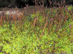 Tortula muralis muralis