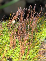 Tortula muralis muralis