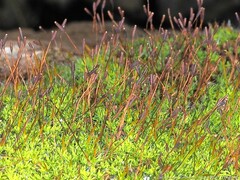 Tortula muralis muralis