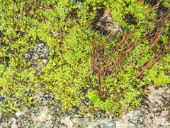 Tortula muralis muralis