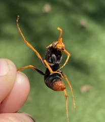 Cryptocheilus australis