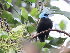 Stilpnia cyanicollis