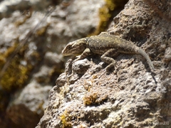 Sceloporus bulleri